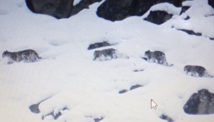 Four snow leopards, a female with her three male cubs, captured in a single frame in Gilgit Baltistan. — Reporter