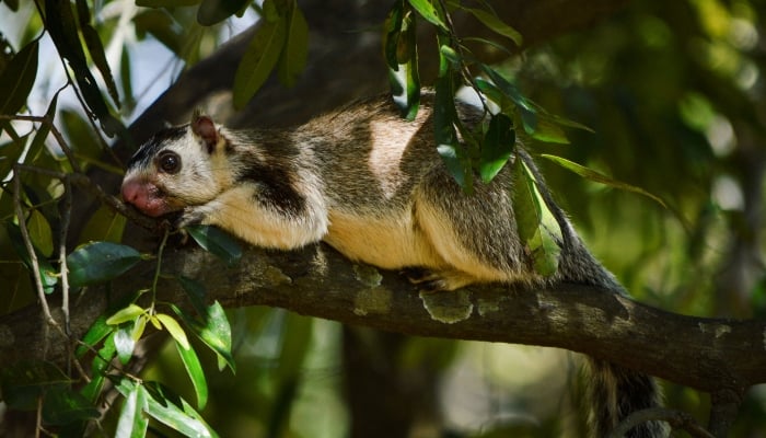 A giant squirrel sits on a branch of a tree in Sigiriya, Sri Lanka, on March 14, 2025. — Reuters