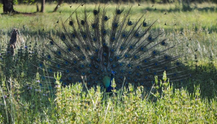 A peacock spreads its feathers at the forest a day ahead of a wildlife census to count monkeys, peacocks and giant squirrels, aiming to manage their populations as farmers complain of agricultural losses, at Sigiriya, Sri Lanka, March 14, 2025. — Reuters