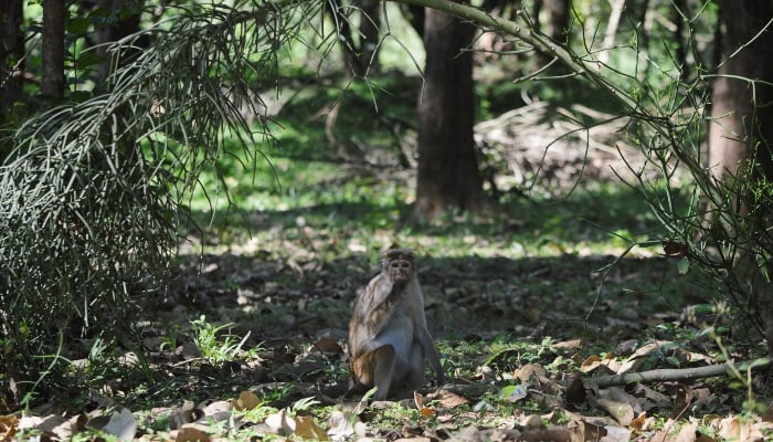 A monkey looks on at the forest, a day ahead of a wildlife census to count monkeys, peacocks and giant squirrels, aiming to manage their populations as farmers complain of agricultural losses, in Sigiriya, Sri Lanka, March 14, 2025. — Reuters