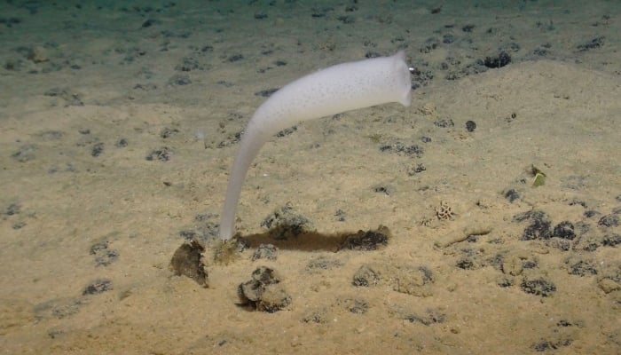 A glass sponge from the Euplectellidae family, photographed during an expedition to the NE Pacific abyss and found in the Clarion-Clipperton Zone (CCZ), July 24, 2023. — AFP