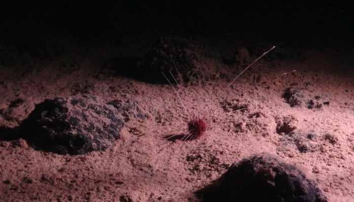 Polymetallic nodules and an abyssal urchin can be seen in this undated image. — AFP