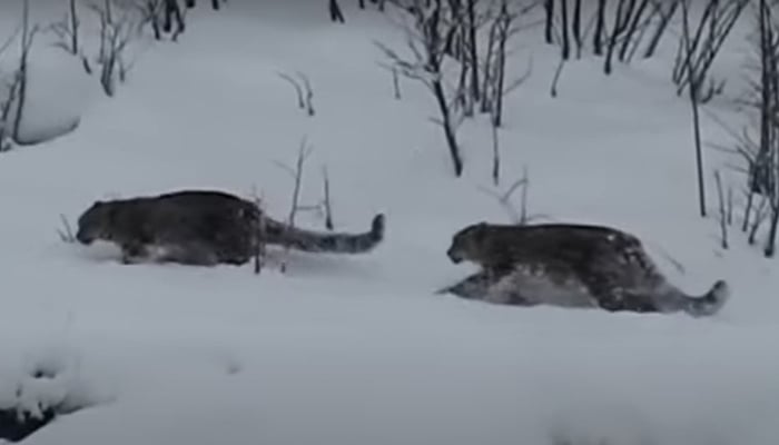 Snow leopards walk in the snowy area of Gilgit Baltistan. — Screengrab/Geo News