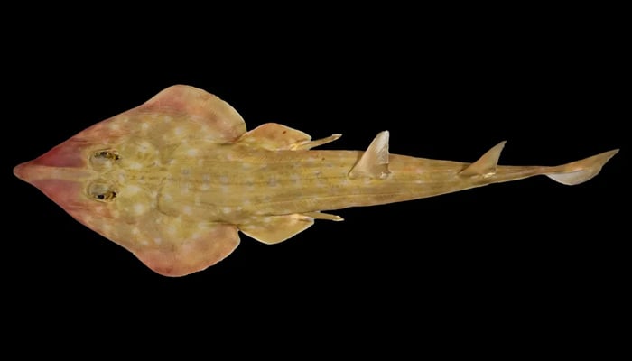 A newly discovered guitar shark. — The Nippon Foundation-Nekton Ocean Census/File