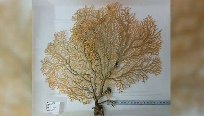 A unique octocoral. — The Nippon Foundation-Nekton Ocean Census/File