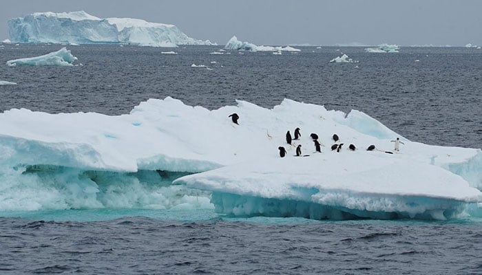 Penguins are seen on an iceberg on the northern side of the Antarctic peninsula, Antarctica on January 15, 2022. — Reuters