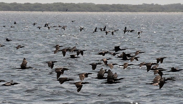 A picture taken on March 18, 2025 shows flamingos at the the Arabian Sea which is home to many bird species, as spring arrives in Karachi. — Online