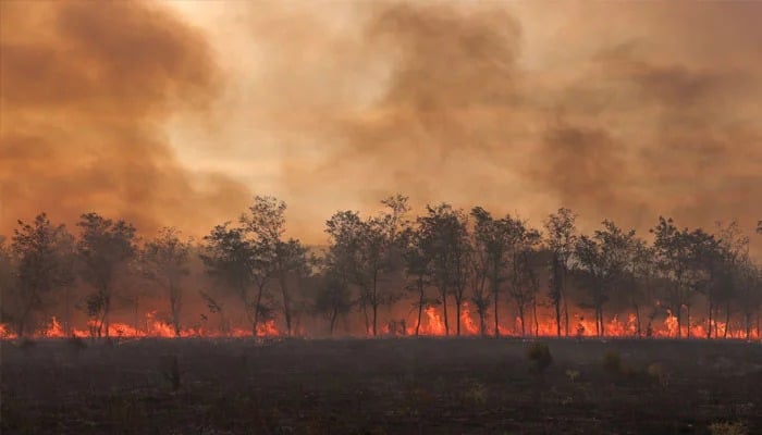 Flames and smoke rise from a line of trees as a wildfire burns at the Dadia National Park on the region of Evros, Greece, September 1, 2023. — Reuters