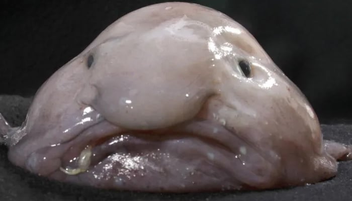 The blobfish pictured in this undated photograph. — Australian Museum/File